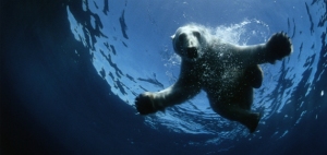 Polar-Bear_to_the_arctic